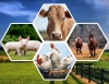 Poultry Feed Supplements in India Avatar